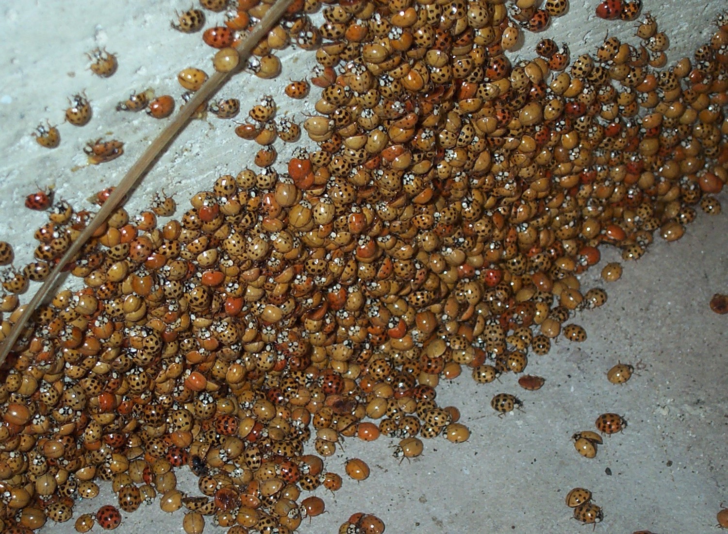A dense gathering of harlequin ladybirds inside a farm building