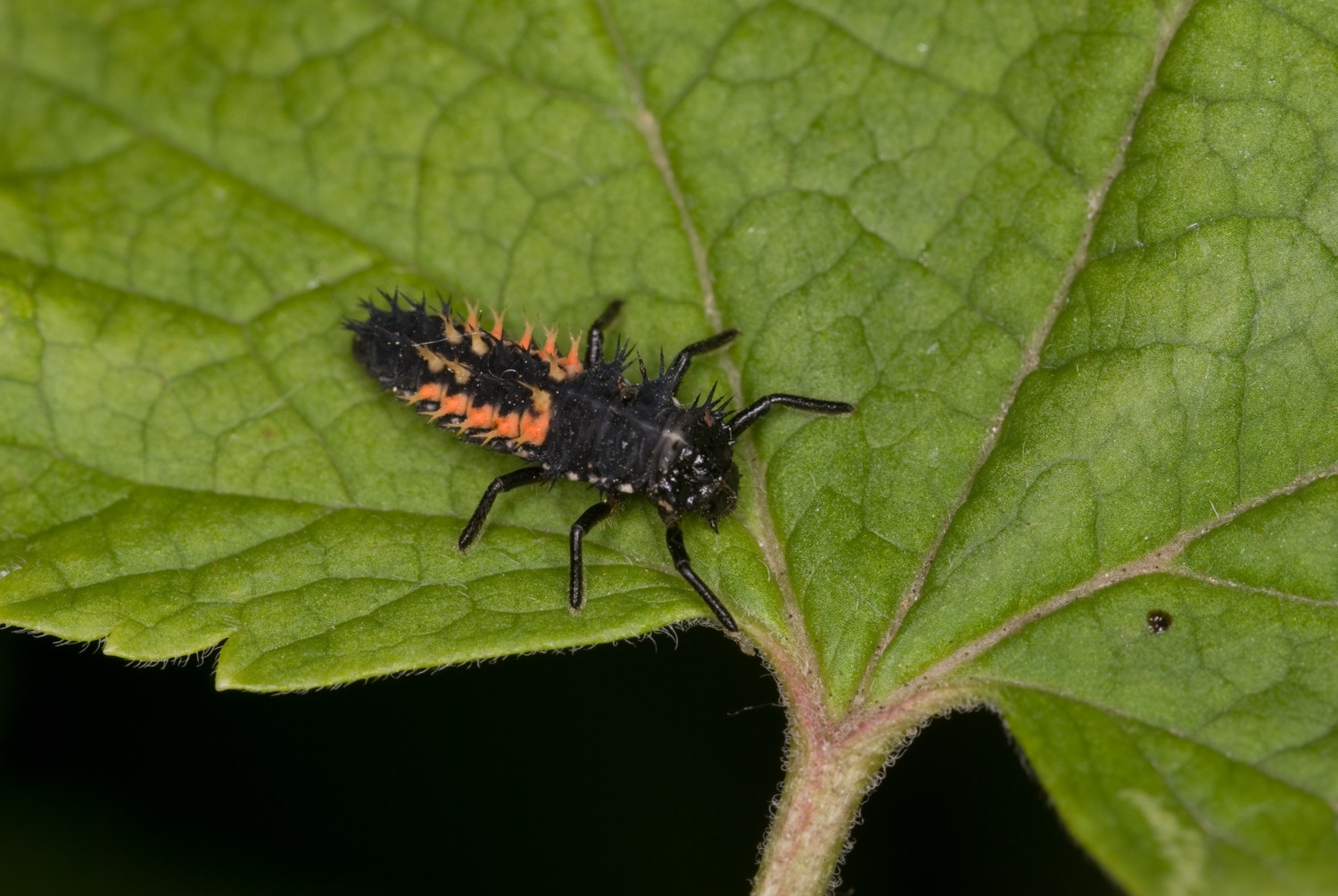 A black, spiny harlequin ladybird larva with orange markings