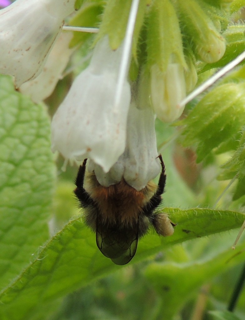 A bumblebee feeding on comfrey in Bedfordshire. A pale pollen load is visible on its hind leg, to the right of its body in this photograph.