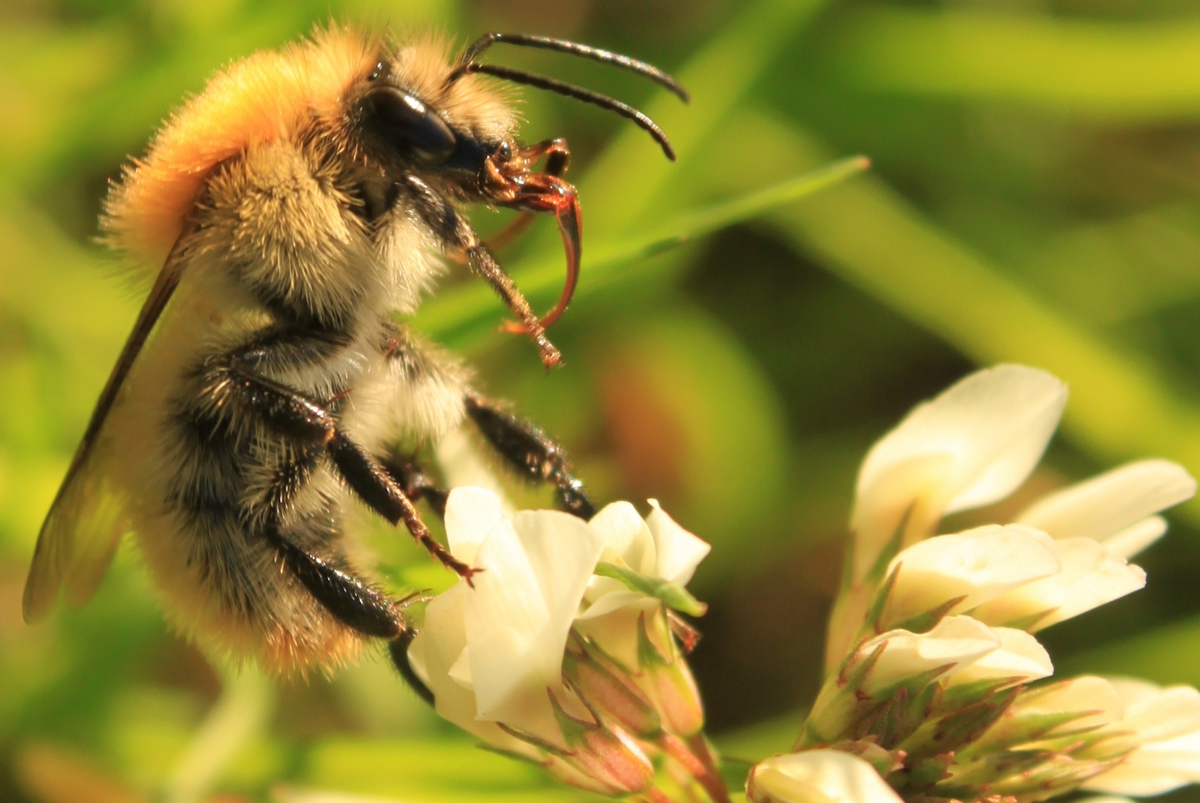 A common carder bumblebee on clover, photographed in France. Its feeding apparatus is visible beneath the head.